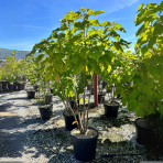 Katalpa bignóniovitá (Catalpa bignonioides) - výška 130-150 cm, kont. C18L - VIACKMENNÁ